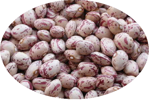 Kidney bean
