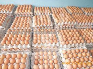High Quality Fresh Table Chicken Egg White and Brown Size 40g-50g-60g-65g-70g