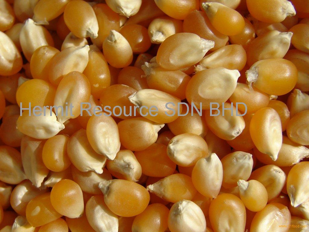 Popcorn Kernels Malaysia Price Supplier 21food