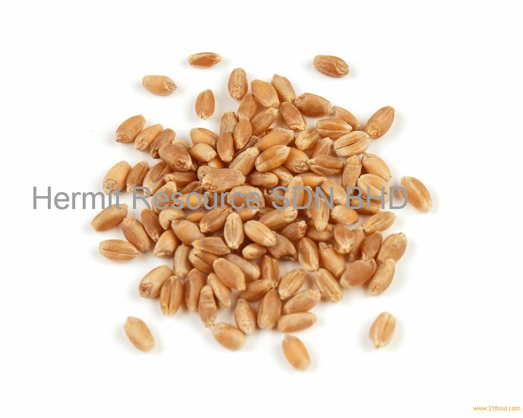 Одно зерно пшеницы