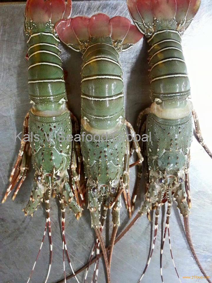 green lobster