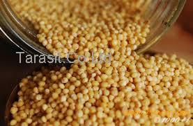 hot sales yellow millets corn Grain Products