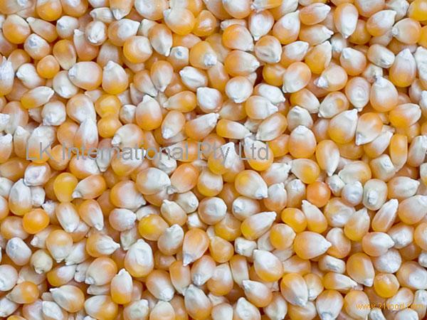 bulk stock yellow corn maize low prices