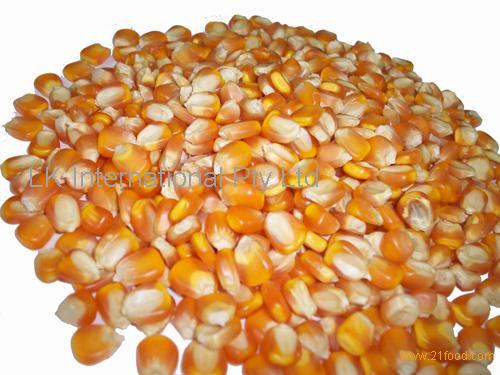 Best Price Yellow Corn /White Corn /maize For Sale
