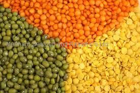 100% Red Split Lentils & Green Split Lentils , Lentils Beans Suppliers for Sale at cheap prices