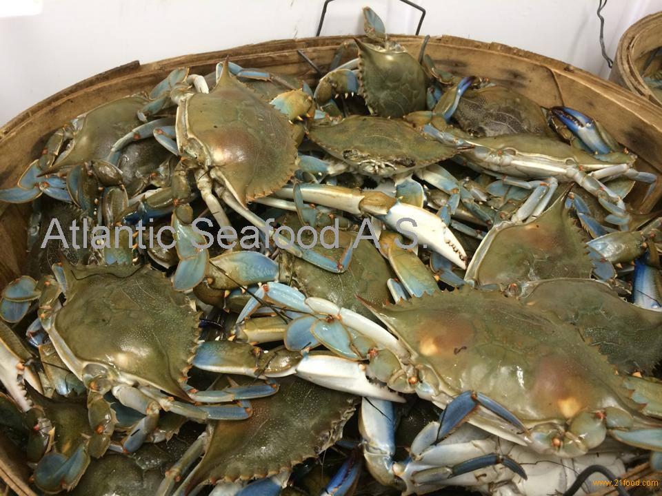 Live Swimming King Crabking Crabbrown Crabsnorway Atlanticseafoodas