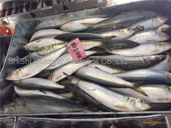 Frozen Bait fish 80/100pcs sardine for bait on sale,China Goldstar price  supplier - 21food