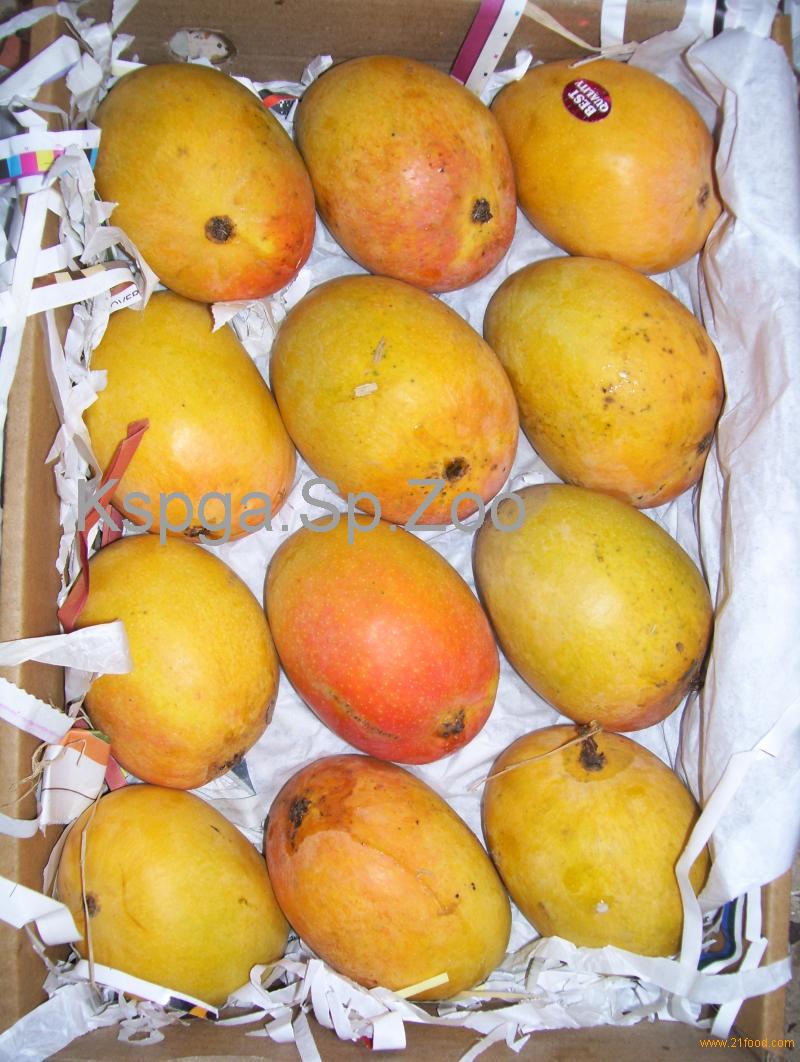 Alphonso Mangoes Certified Exporter for Uk / USA,Poland OEM price