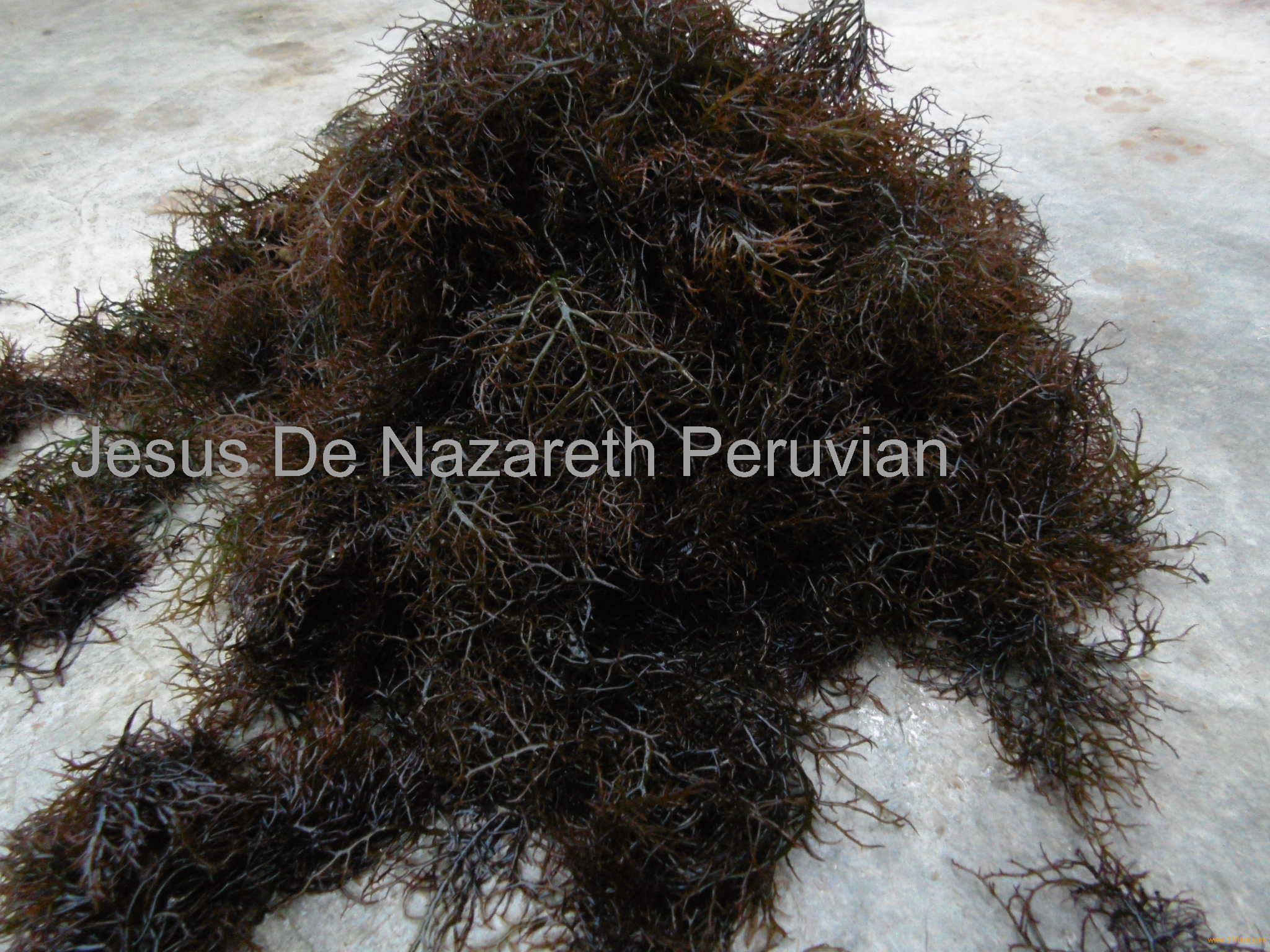 морские водоросли чикория-де-мар