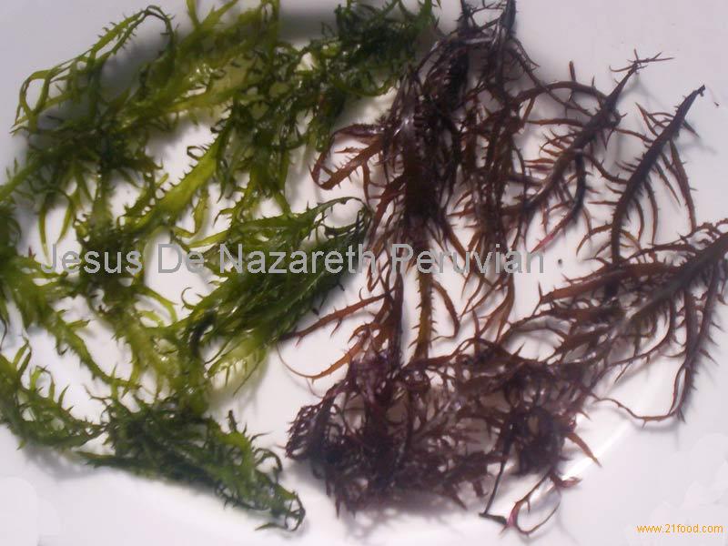 морские водоросли chicorea de mar