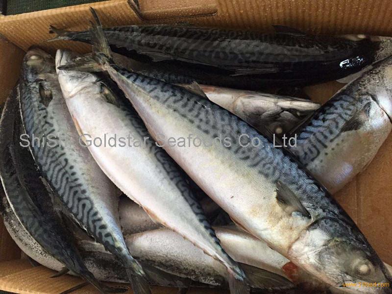 Japanese saba fish mackerel fish frozen japanese mackerel fish,China