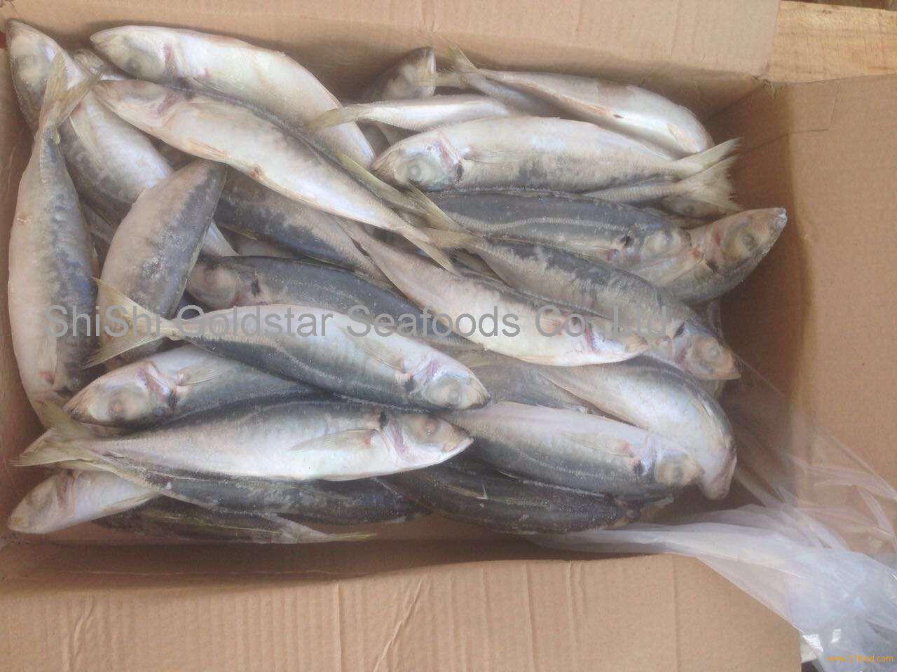 Frozen round scad mackerel decapterus maruadsi in high quality