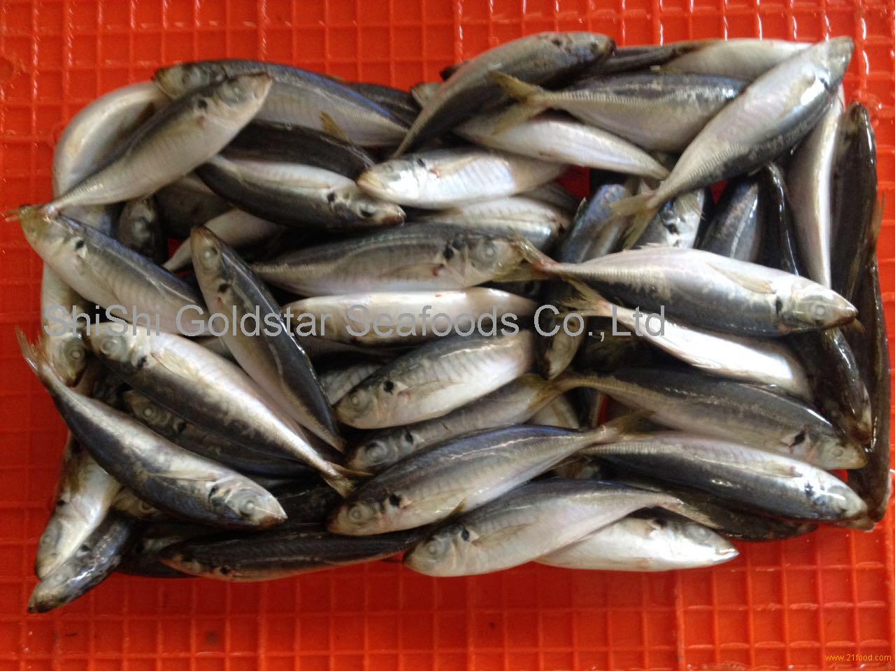Frozen whole scad round scad for bait from China