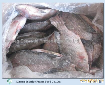 2016 New Arrival Frozen Tilapia Whole Round