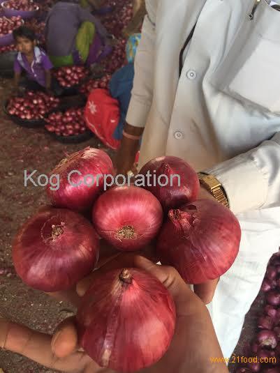 Red Onions / Fresh Onions / Onions 5~11 cm sizes