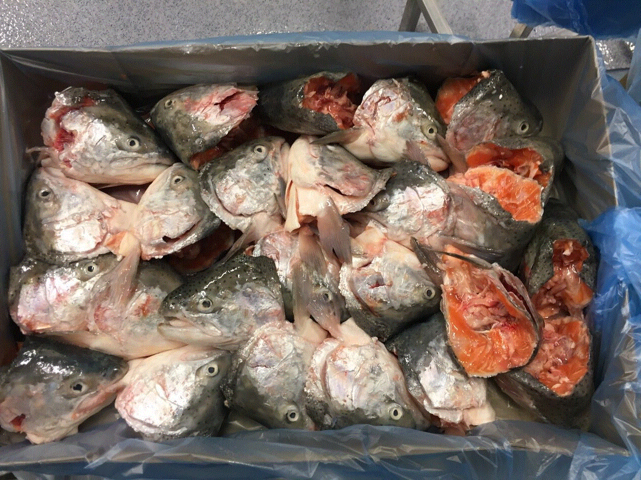 Atlantic Salmon  Head s