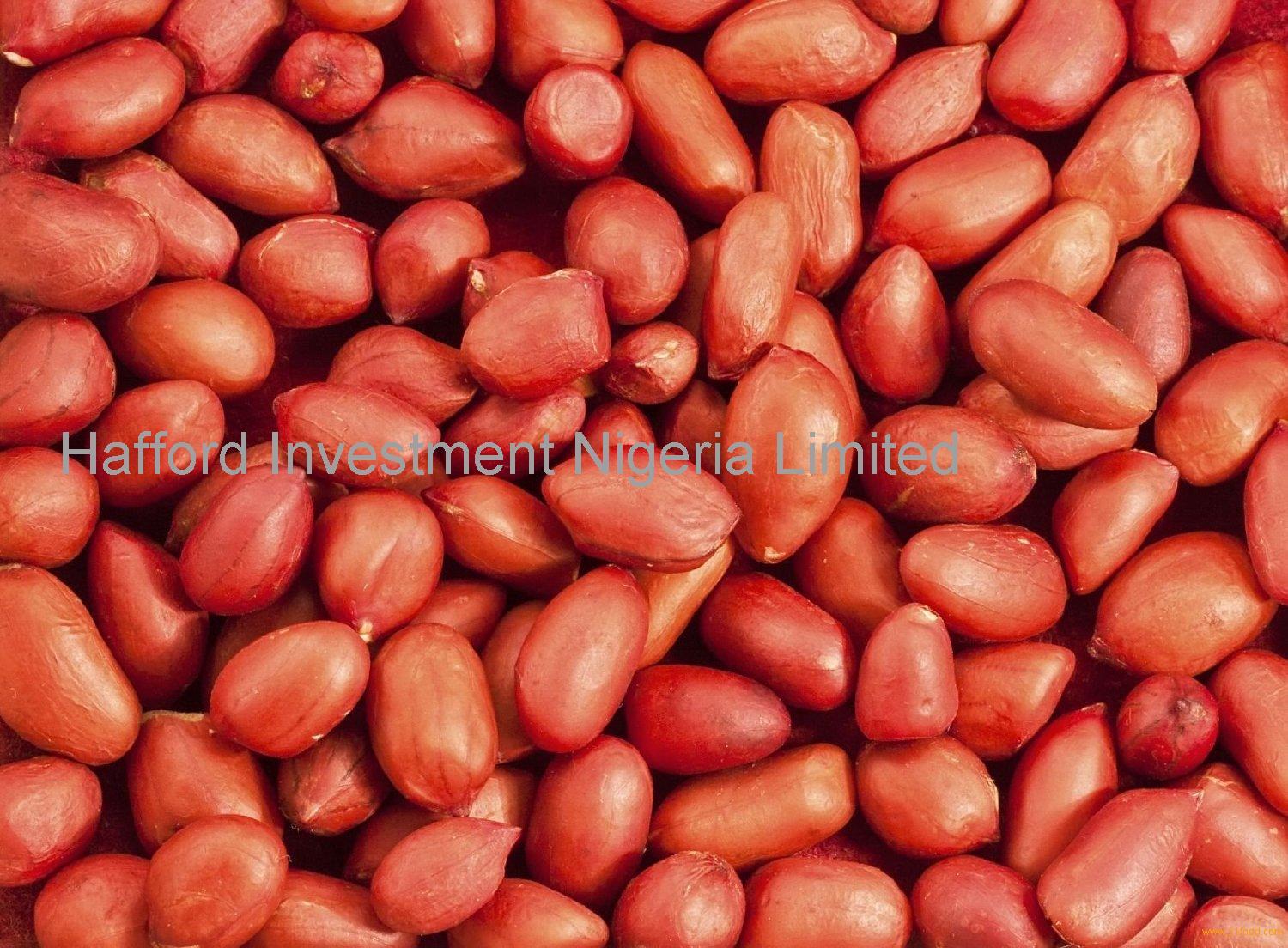 Discover Premium Peanut Seeds: Find The Closest Supplier For Your Needs