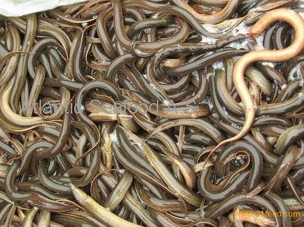live Eels fish,frozen eels fish,Norway Atlantic seafood price