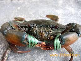 Live Mud Crab ( Scylla serrata) Male and female