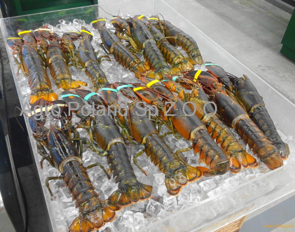 Fresh Lobsters/Seafood/Rock Lobsters/ Live Lobsters,Poland Price ...