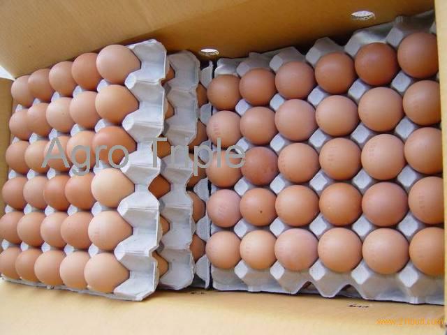 High Quality Fresh Table Chicken Egg White and Brown S