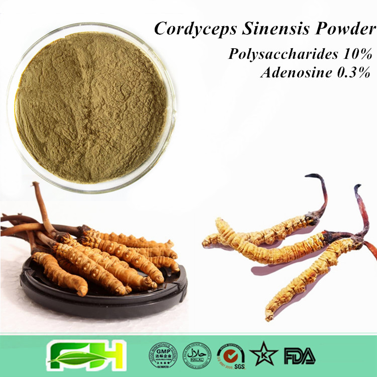 Natural Chongcao , Cordyceps , Cordyceps Sinensis Powder,china Fh Price 