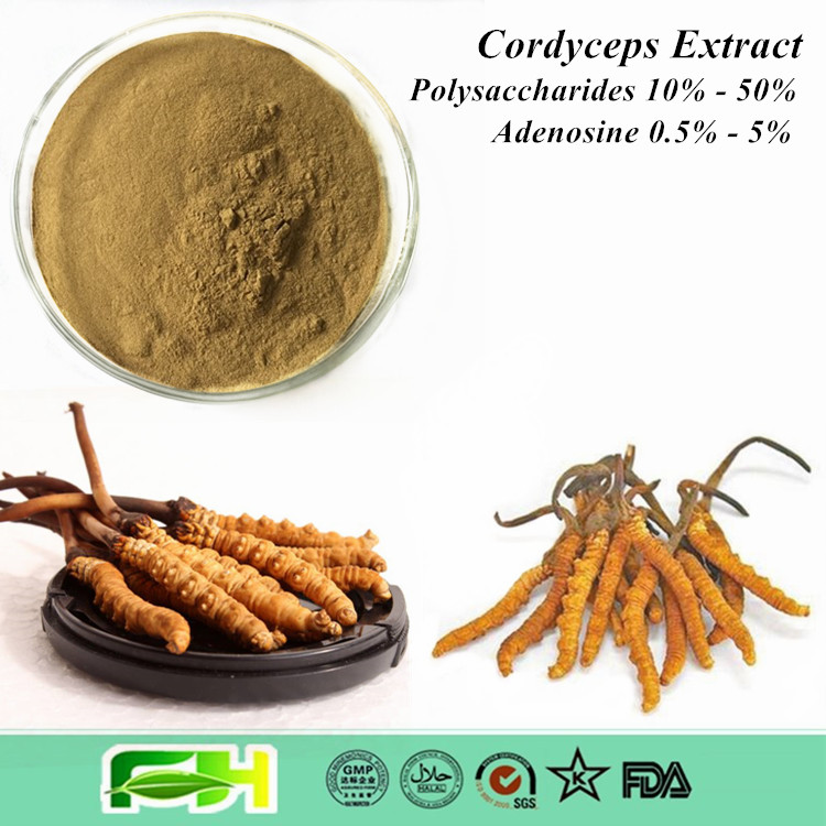 Natural Dong Chong Xia Cao , Cordyceps Sinensis , Cordyceps Extract ...