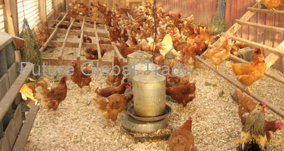 Wheat Bran for animal feed,Thailand OEM price supplier - 21food