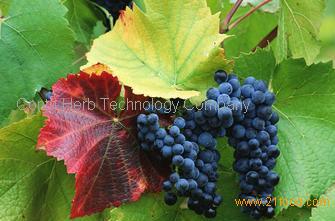Grape Seed Extract Powder with 95%OPC