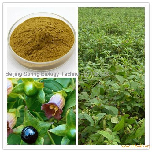 Belladonnae Extract Hyoscyamine,China Spring Biology price supplier ...