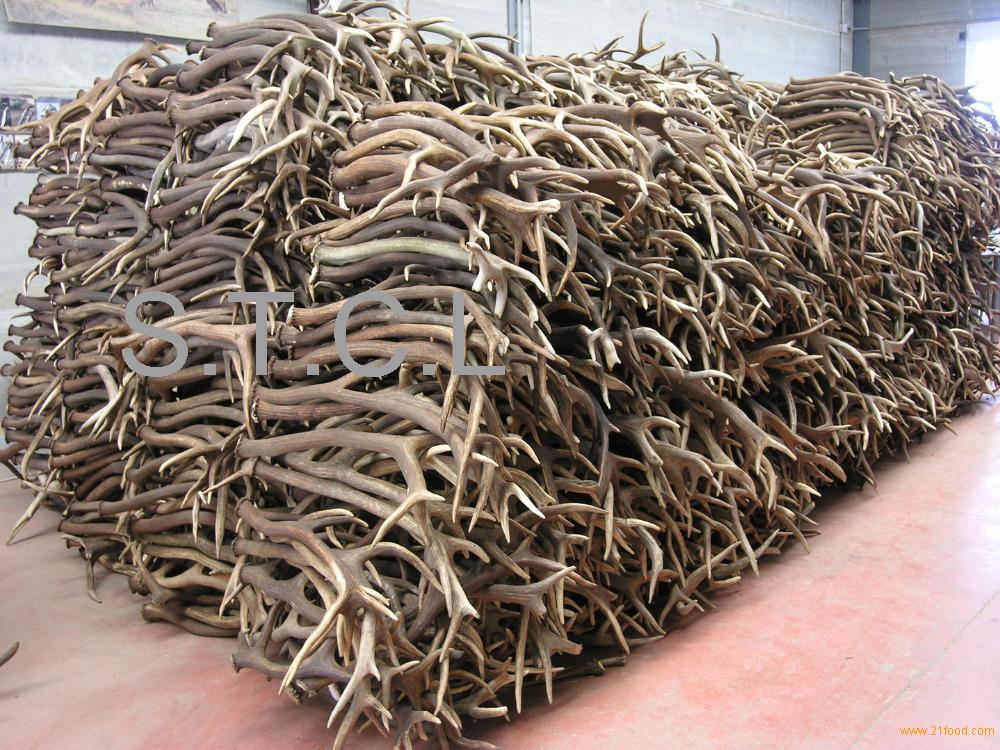 red-deer-antler-grade-a-grade-a-premium-quality-antlers-fresh-hard