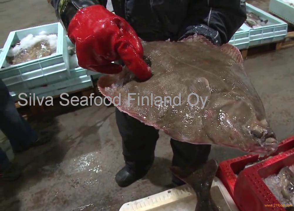 Flounder fish, frozen arrow tooth flounder,Finland flounder fish price