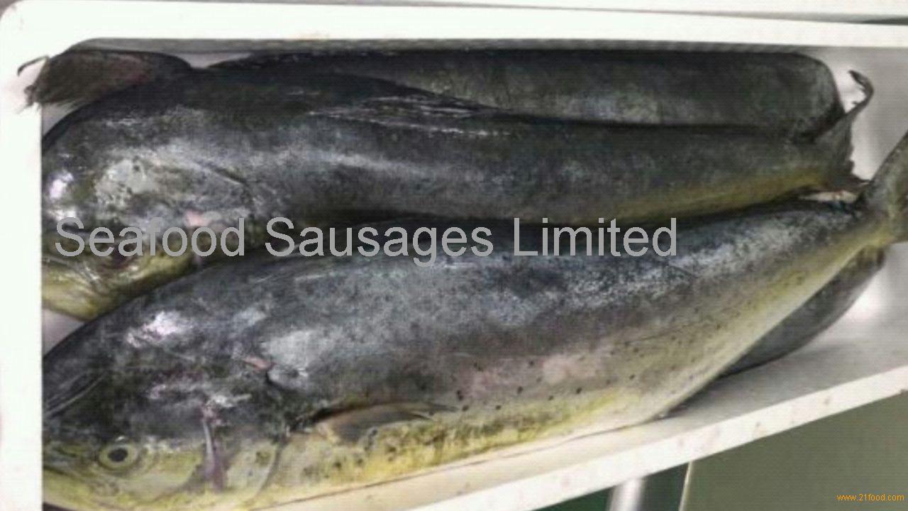 Frozen mahi mahi fish/whole round mahi mahi from United Kingdom Selling