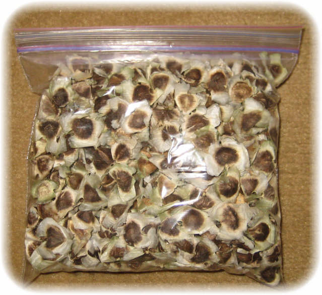 moringa seeds for planting