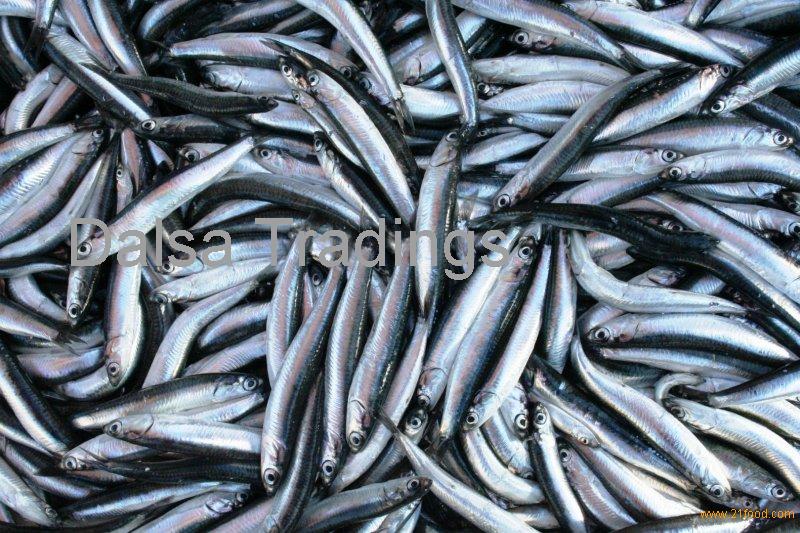 Fresh Anchovy Fish products,Korea Fresh Anchovy Fish supplier