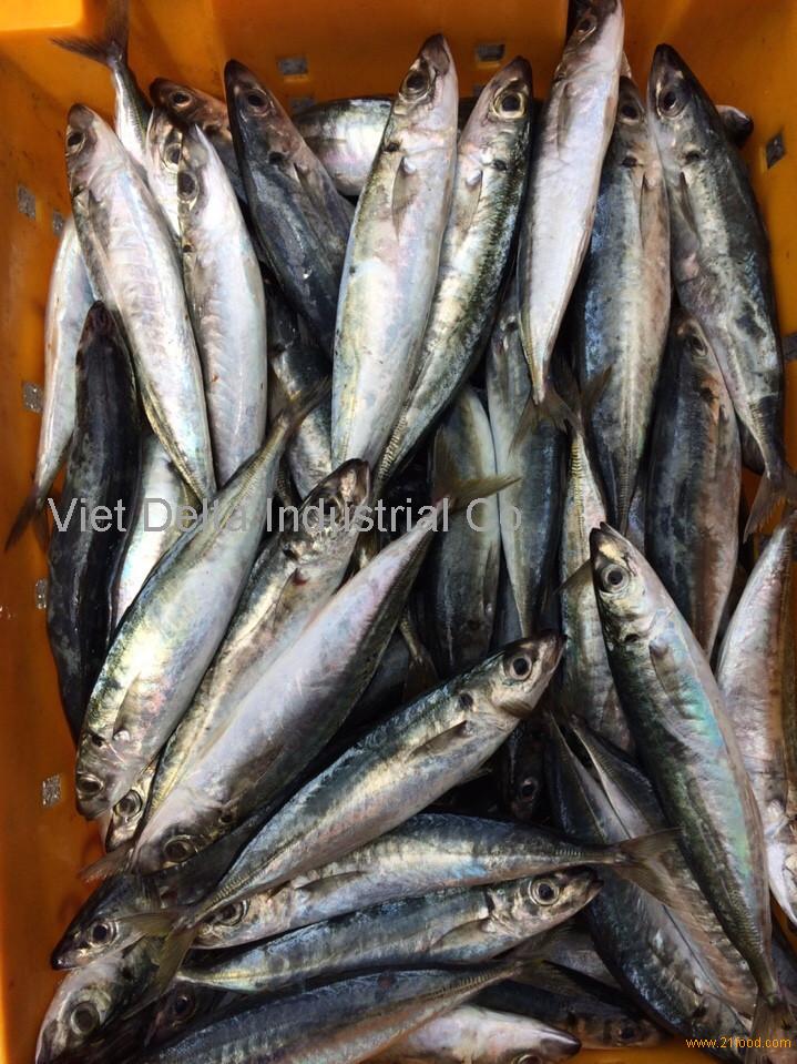 ЗАМОРОЖЕННАЯ КРУГЛАЯ КАРАКАТИЦА, ЗАМОРОЖЕННЫЙ ДЕТЕНЫШ КАРАКАТИЦЫ