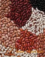 Dry Pinto Beans or Light Speckled Kidney Beans(Long Shape) Size 220-240 PCS