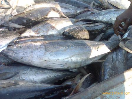 Frozen Bonito Fish Whole Round / Bonito Tuna For Sale ...