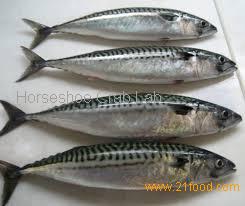Chub mackerel,Yemen Tamimi Fisheries Co. price supplier - 21food