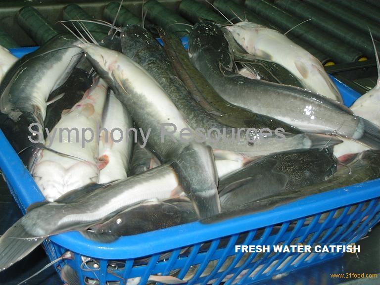 Frozen Catfish Clarias Batrachus Cat Fish Malaysia Frozen