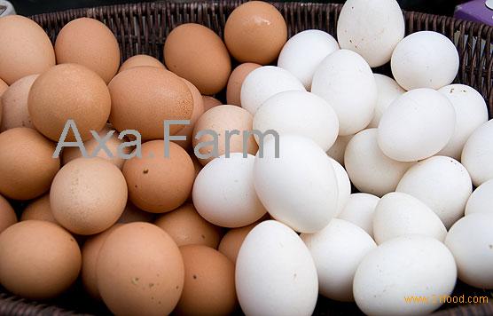 HIGH QUALITY FRESH WHITE AND BROWN EGGS FOR SALE