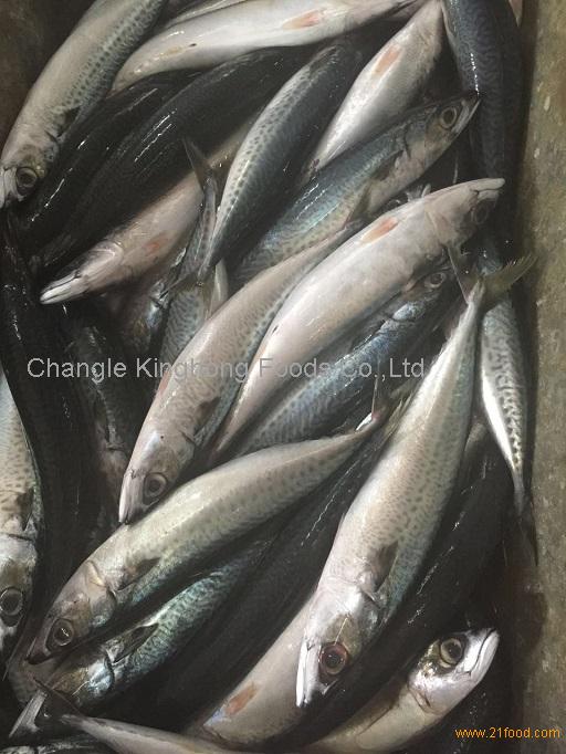 Frozen Pacific Mackerel Fish