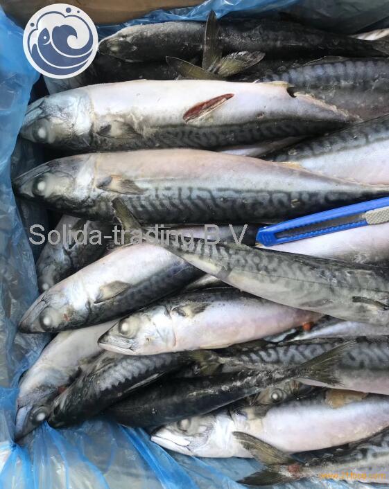 Frozen W/R Pacific Mackerel Fish 200-300g