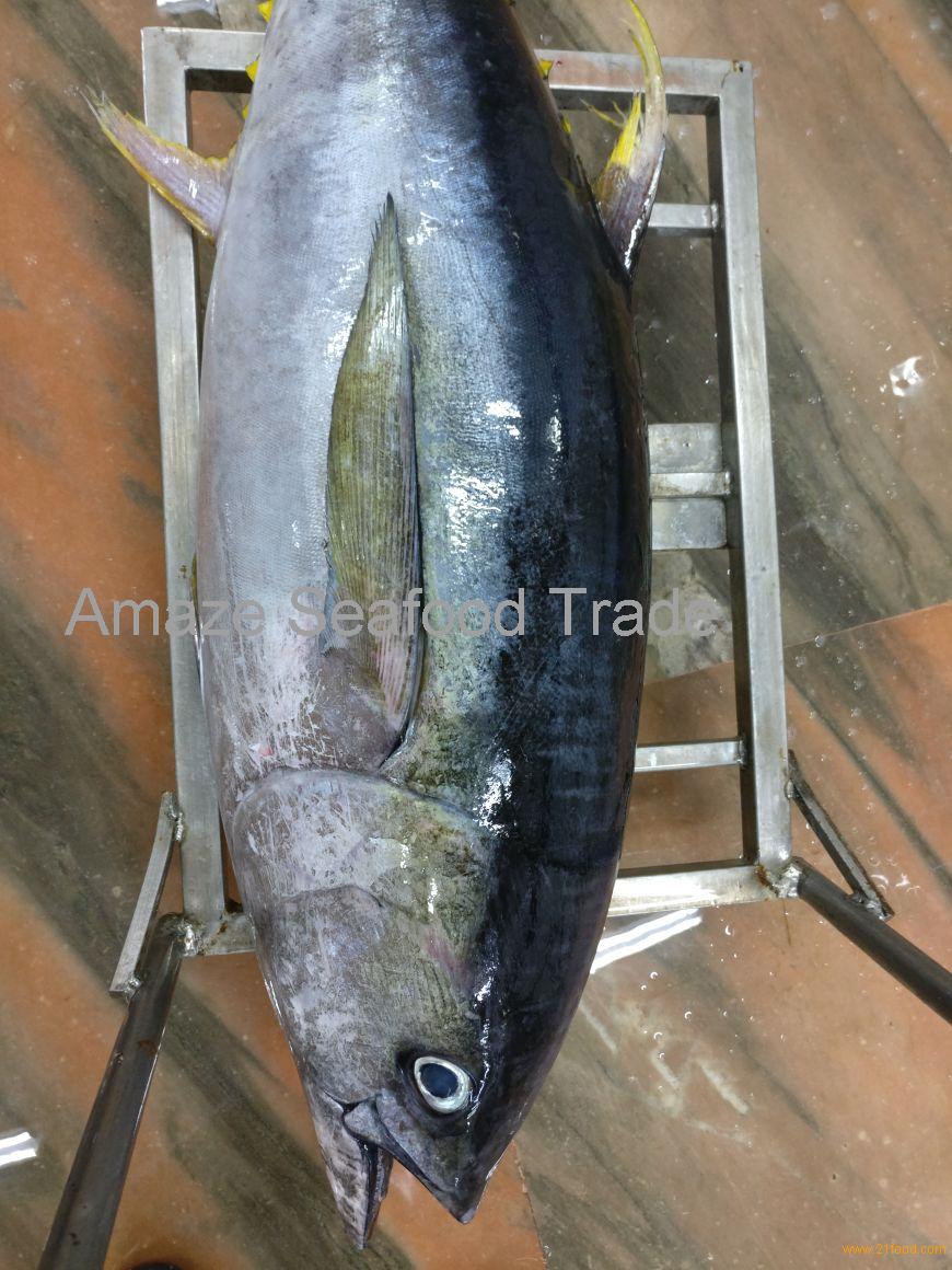 Frozen Yellow Fin Tuna Prices For Tuna Fish Buyers - Buy 