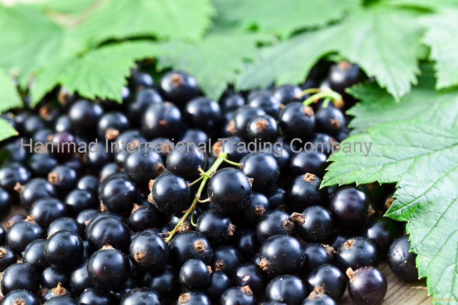 Frozen Black Currant Products Malaysia Frozen Black Currant Supplier