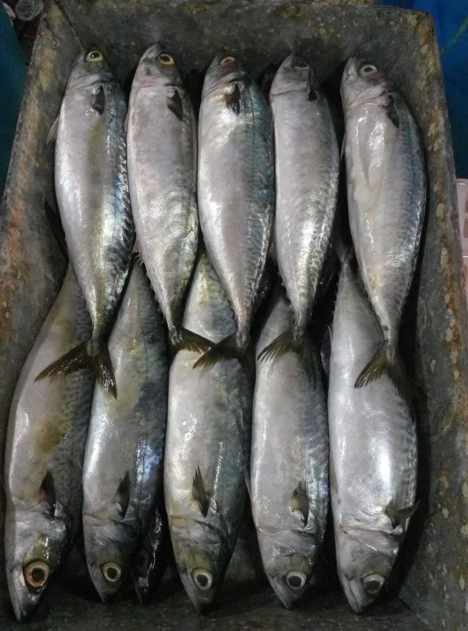 frozen-pacific-mackerel-400-500g-china-haidu-price-supplier-21food