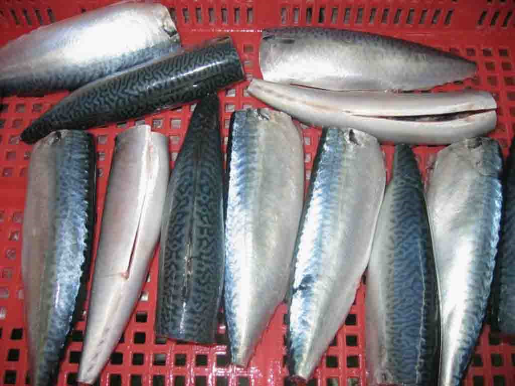 frozen-mackerel-hgt-china-ace-price-supplier-21food