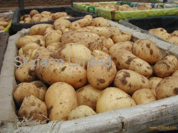 fresh-holland-potato-united-kingdom-fresh-holland-potato-price-supplier