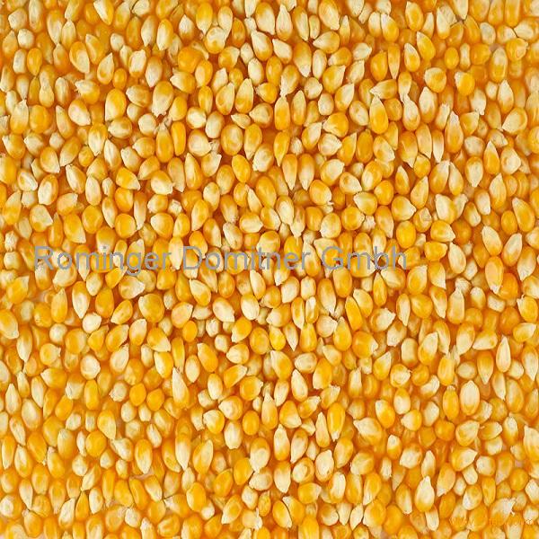 Top quality yellow corn for sale, Yellow Maize