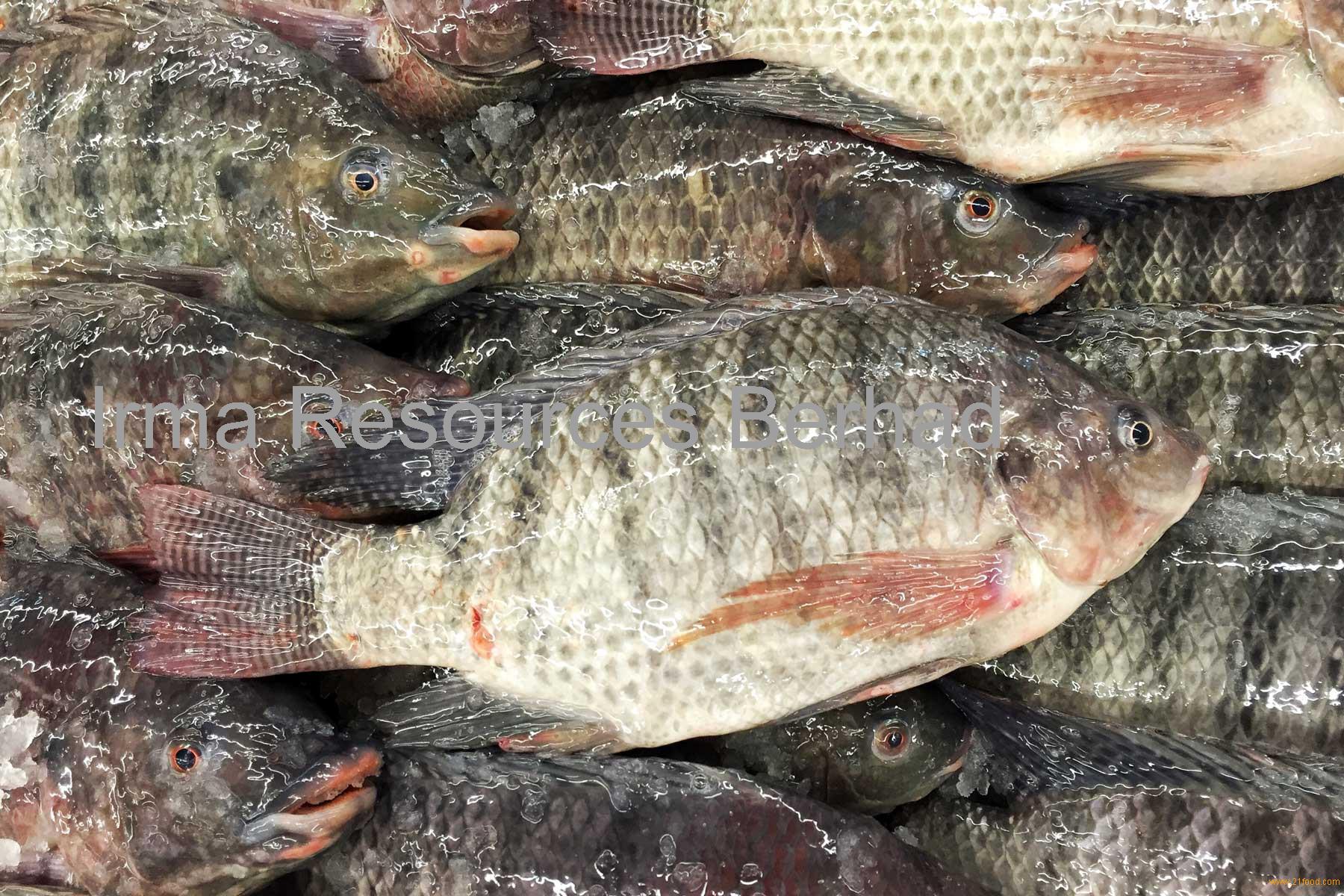 Tilapia Fish Malaysia Tilapia Price Supplier 21food